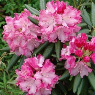 Southern Living Plant Collection 2 Gal. Brandi Southgate Rhododendron 51862