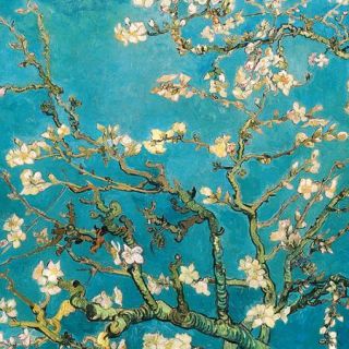 Almond Blossom 24" x 24" Canvas Wall Decor