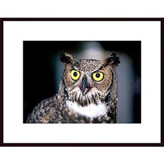 Printfinders Great Horned Owl by John Nakata Framed Photographic Print