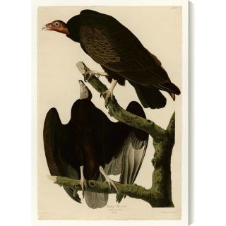 Gallery Direct Turkey Buzzard by John James Audubon Graphic Art on