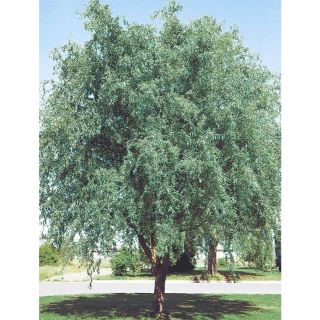 3.74 Gallon Corkscrew Willow (L4390)