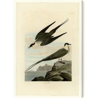 Gallery Direct Arctic Yager by John James Audubon Painting Print on
