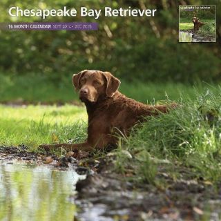 Chesapeake Bay Retriever Dog 2015 Wall Calendar
