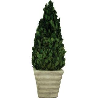 Pride Garden Products 4.75 in. W x 15 in. H Preserved Boxwood Cone in White Terracotta Pot 75491