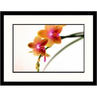 Great American Picture Florals Orange Orchids on White Framed Photographic Print
