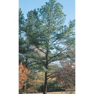 9.64 Gallon Loblolly Pine (L5852)