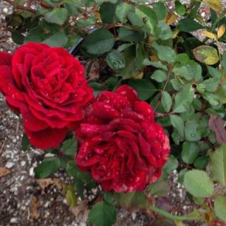 OnlinePlantCenter 2 gal. Red Mr. Lincoln Hybrid Tea Rose Plant R3833G2
