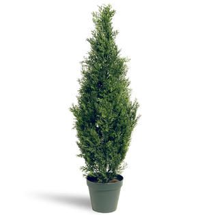National Tree Company 36 Arborvitae