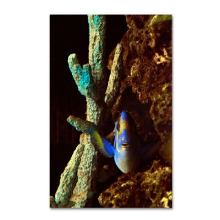 Trademark Fine Art Fish in the Rocks by Kurt Shaffer Photographic